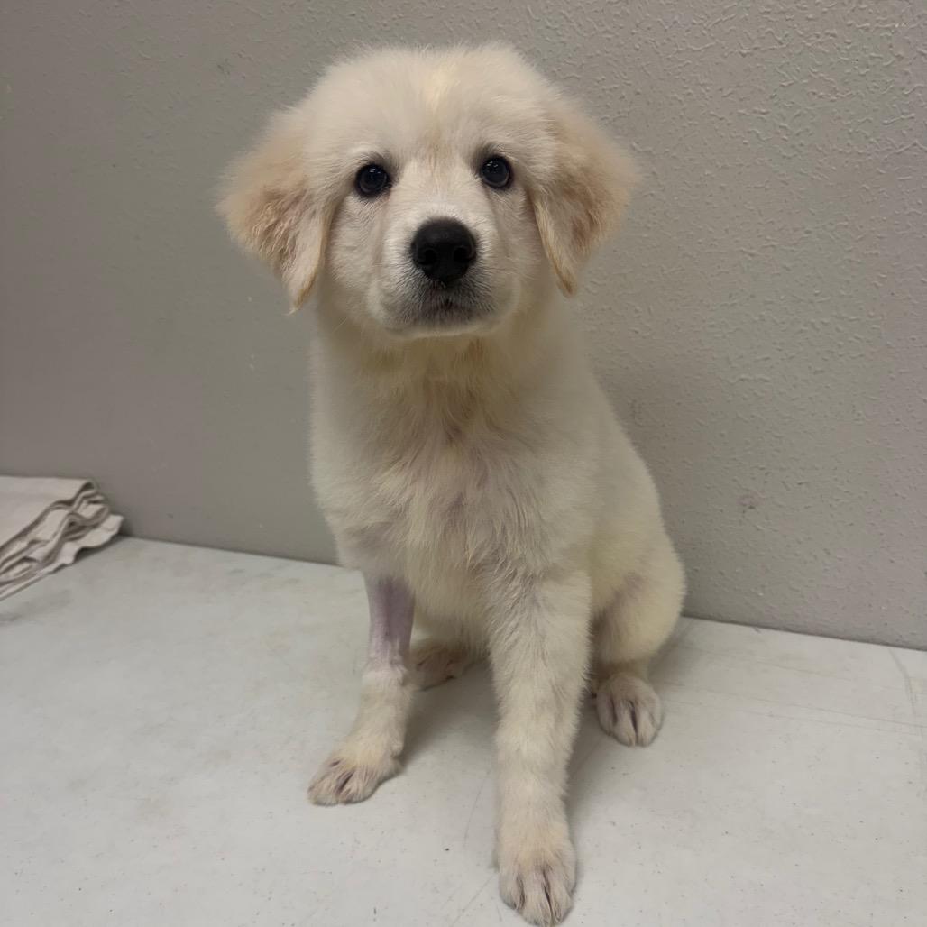 Enlarge Eurydice, a Adoptable mixed breed in Bryan, TX image 2/6