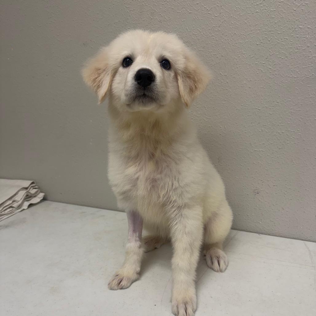 Enlarge Eurydice, a Adoptable mixed breed in Bryan, TX image 3/6