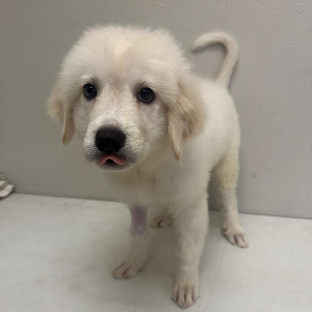Enlarge Eurydice, a Adoptable mixed breed in Bryan, TX image 4/6