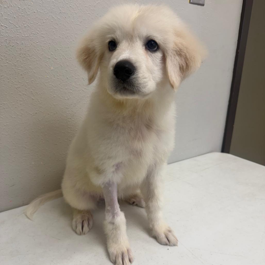 Enlarge Eurydice, a Adoptable mixed breed in Bryan, TX image 5/6