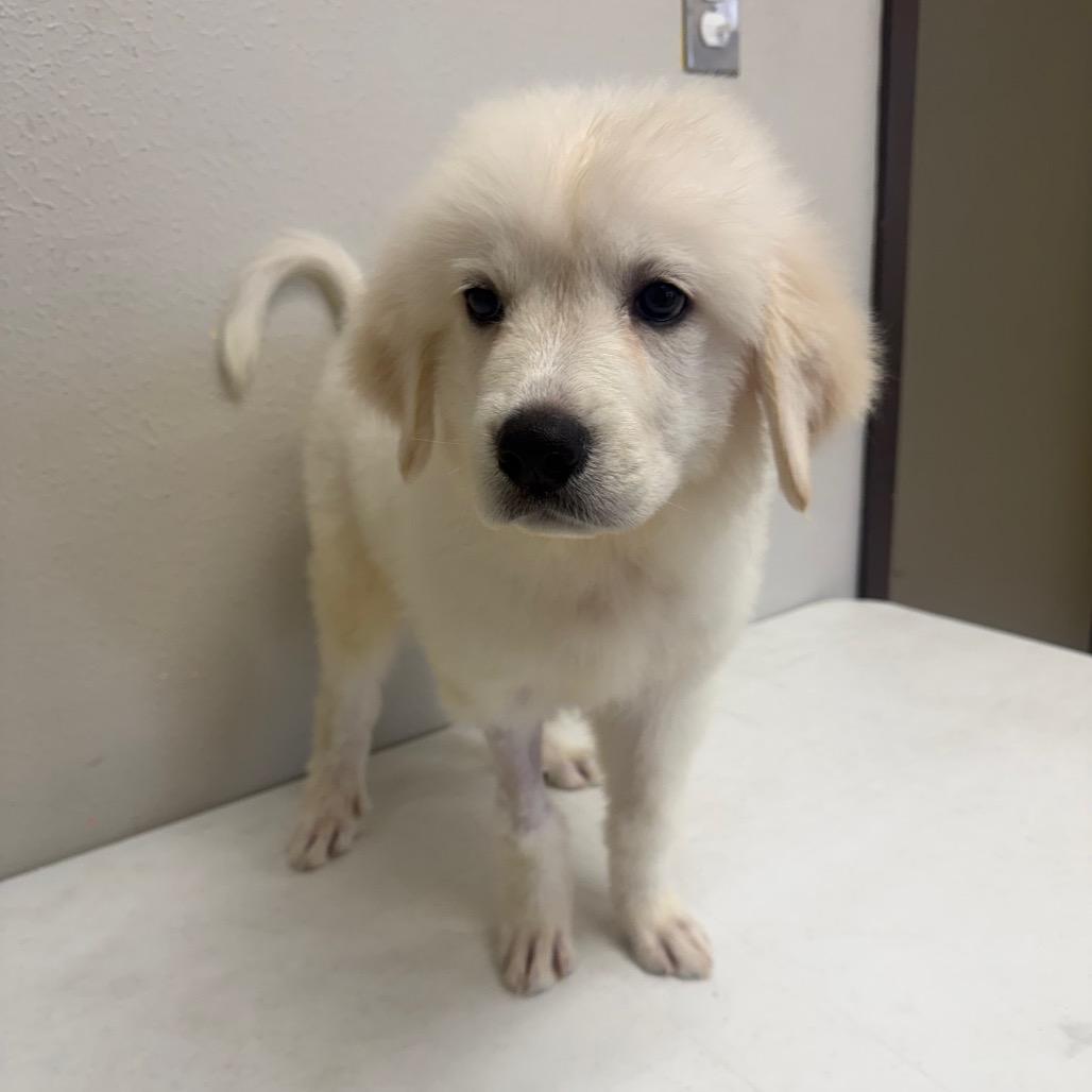 Enlarge Eurydice, a Adoptable mixed breed in Bryan, TX image 6/6