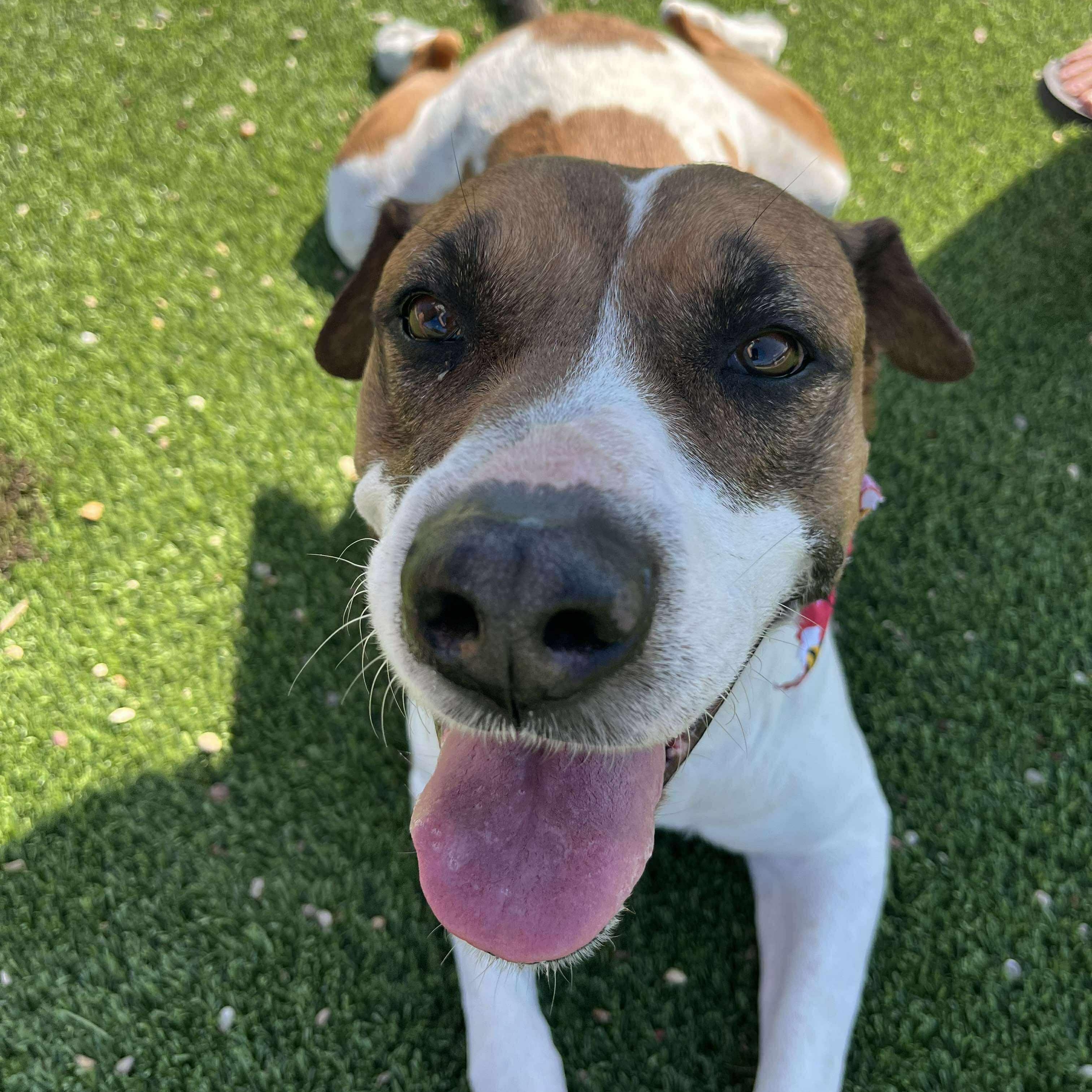 Enlarge Paula, a Adoptable mixed breed in Fort Lupton, CO image 3/6