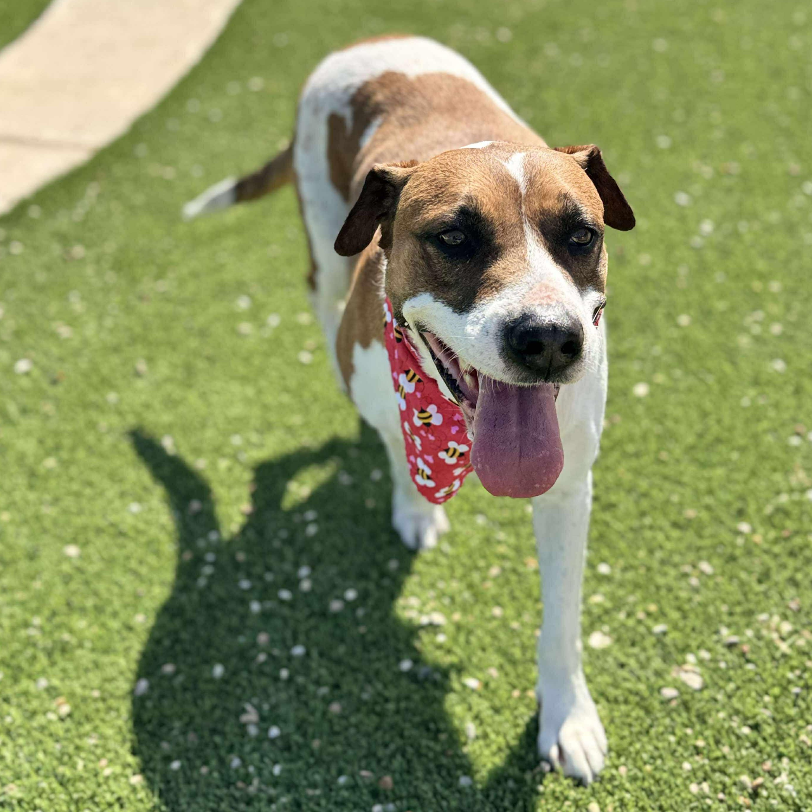 Enlarge Paula, a Adoptable mixed breed in Fort Lupton, CO image 2/6