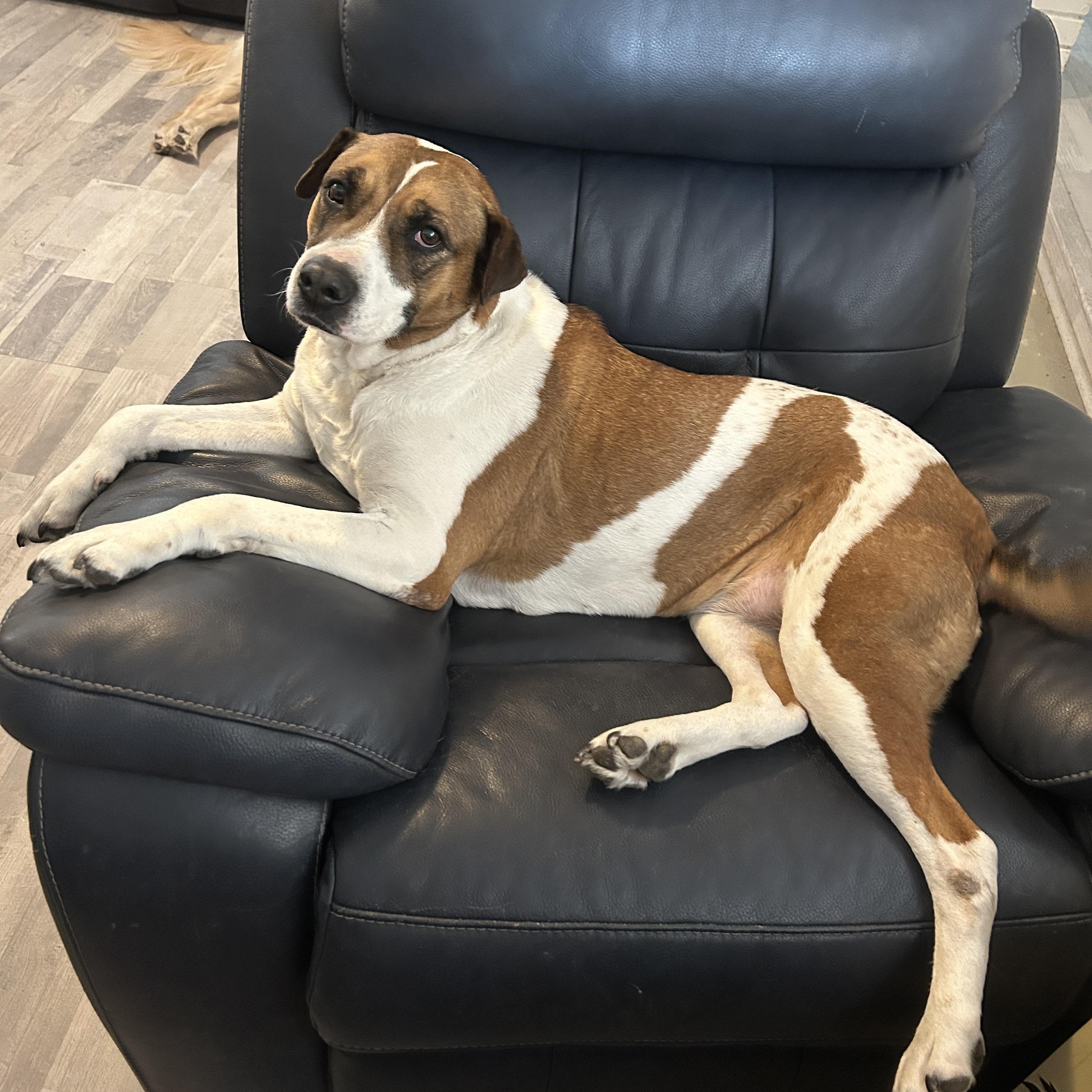 Enlarge Paula, a Adoptable mixed breed in Fort Lupton, CO image 4/6