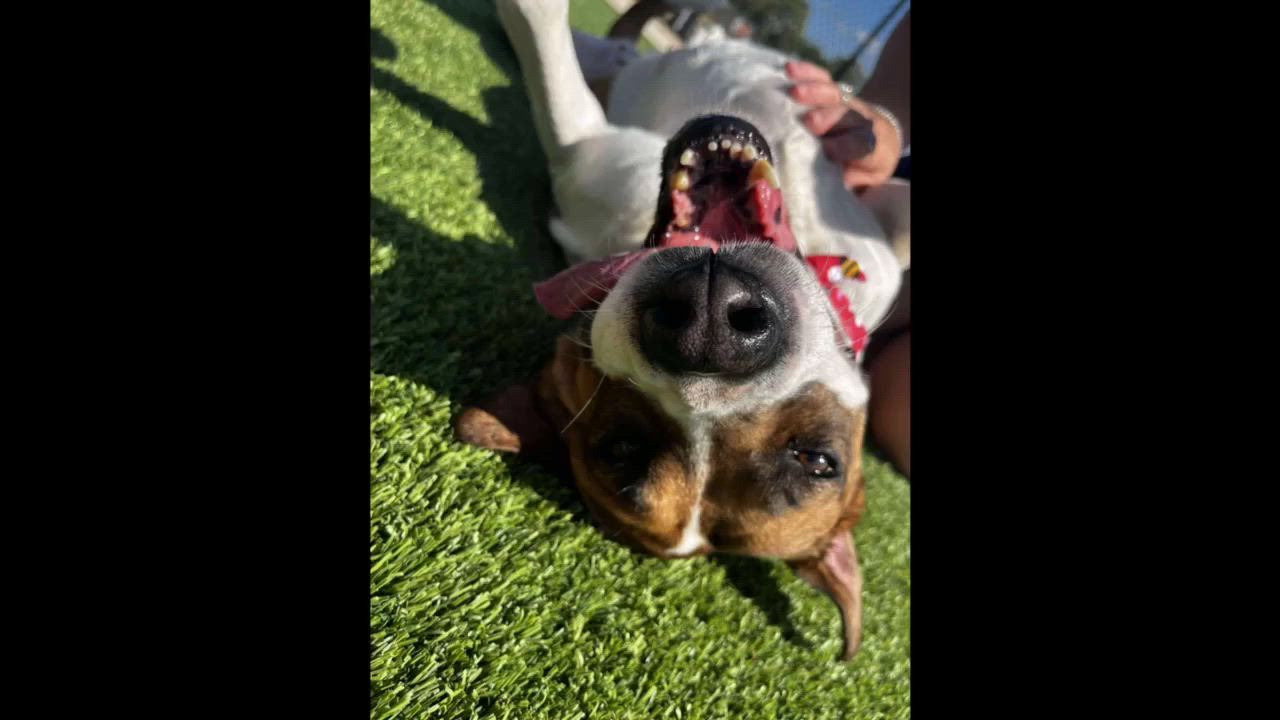 Enlarge Paula, a Adoptable mixed breed in Fort Lupton, CO video 5/6