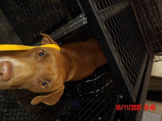 Jenny, Adoptable, Adult Female Mixed Breed.