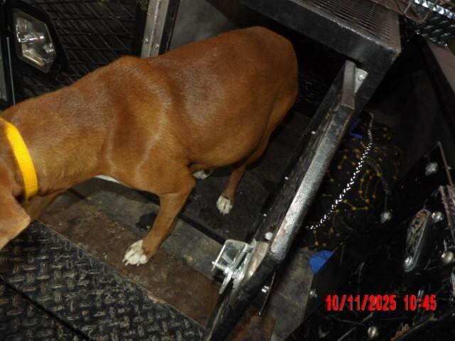 Jenny, a Adoptable Mixed Breed in Hobbs, NM image 2/6