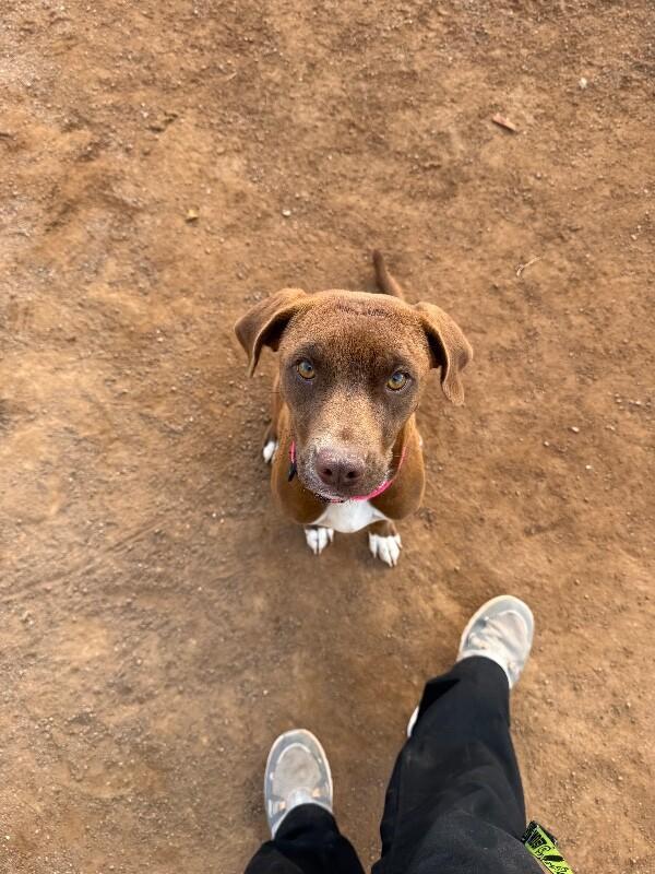 Jenny, a Adoptable Mixed Breed in Hobbs, NM image 3/6