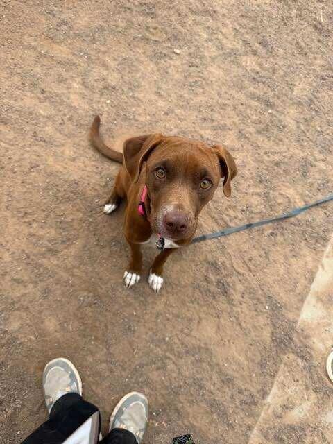 Jenny, a Adoptable Mixed Breed in Hobbs, NM image 4/6