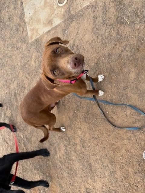 Jenny, a Adoptable Mixed Breed in Hobbs, NM image 5/6