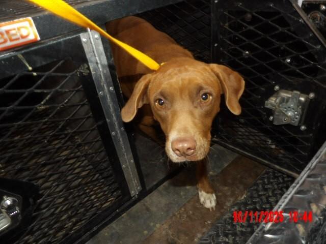 Jenny, a Adoptable Mixed Breed in Hobbs, NM image 6/6