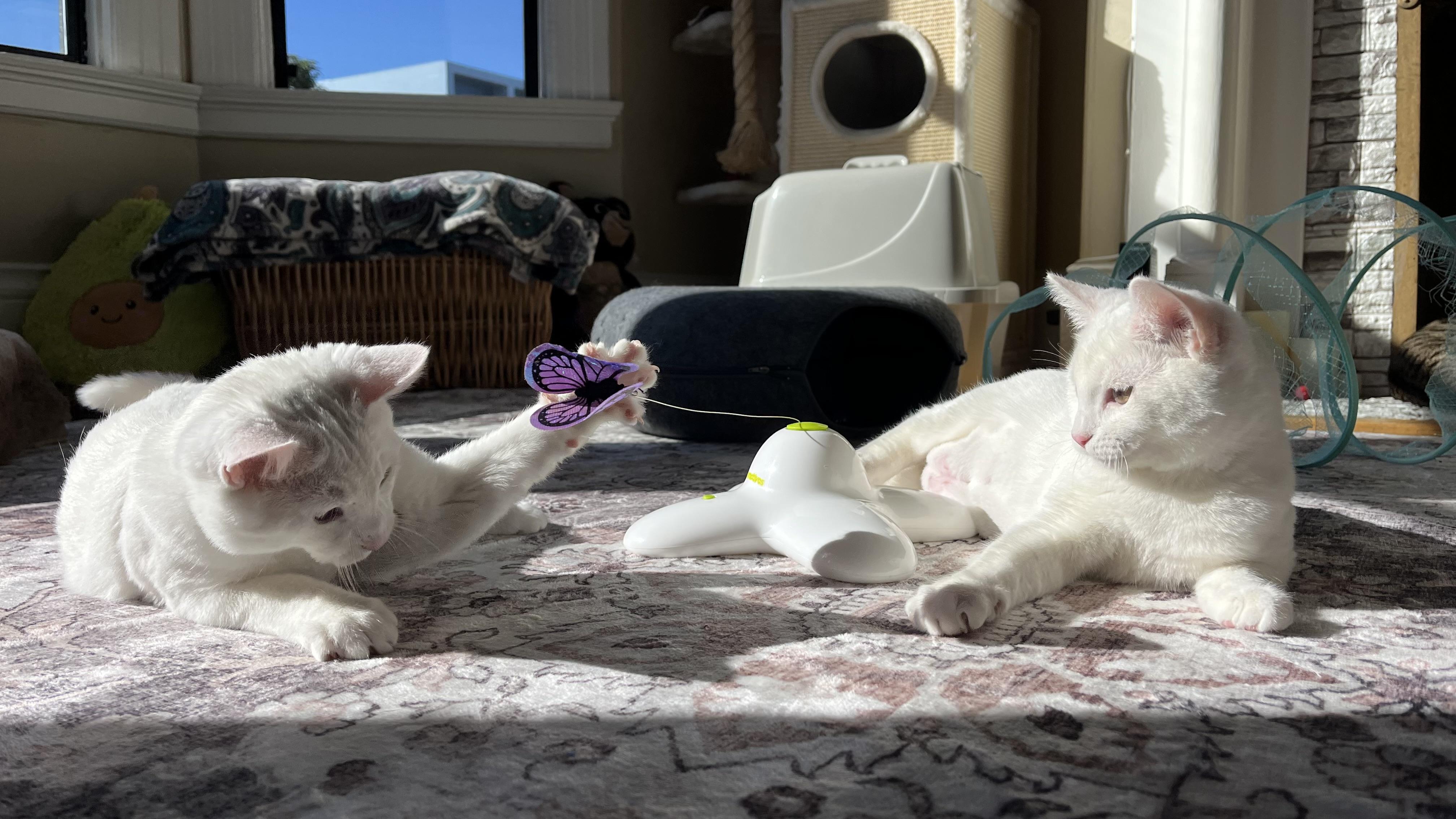 Enlarge Casper, a ADOPTABLE Domestic Short Hair in San Francisco, CA image 4/6