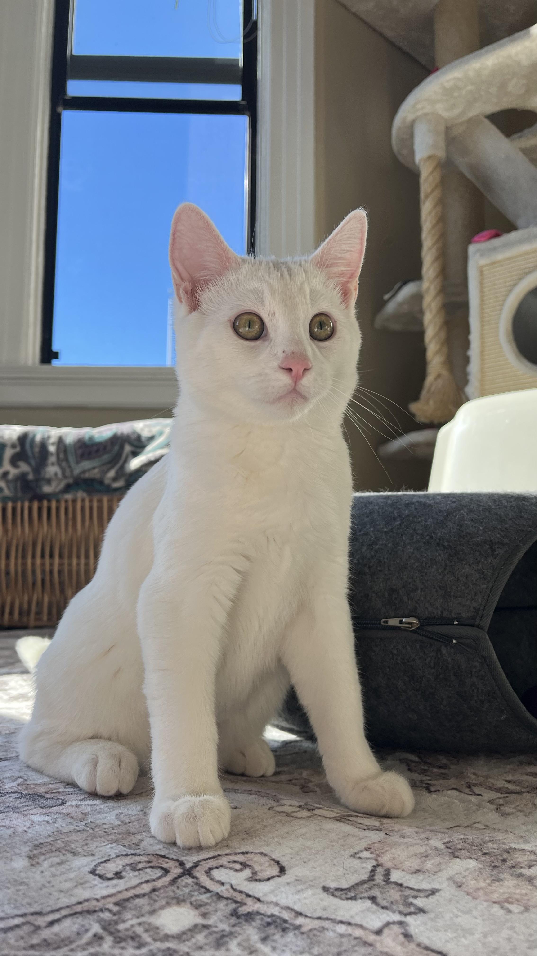 Casper, ADOPTABLE, Kitten Male Domestic Short Hair.