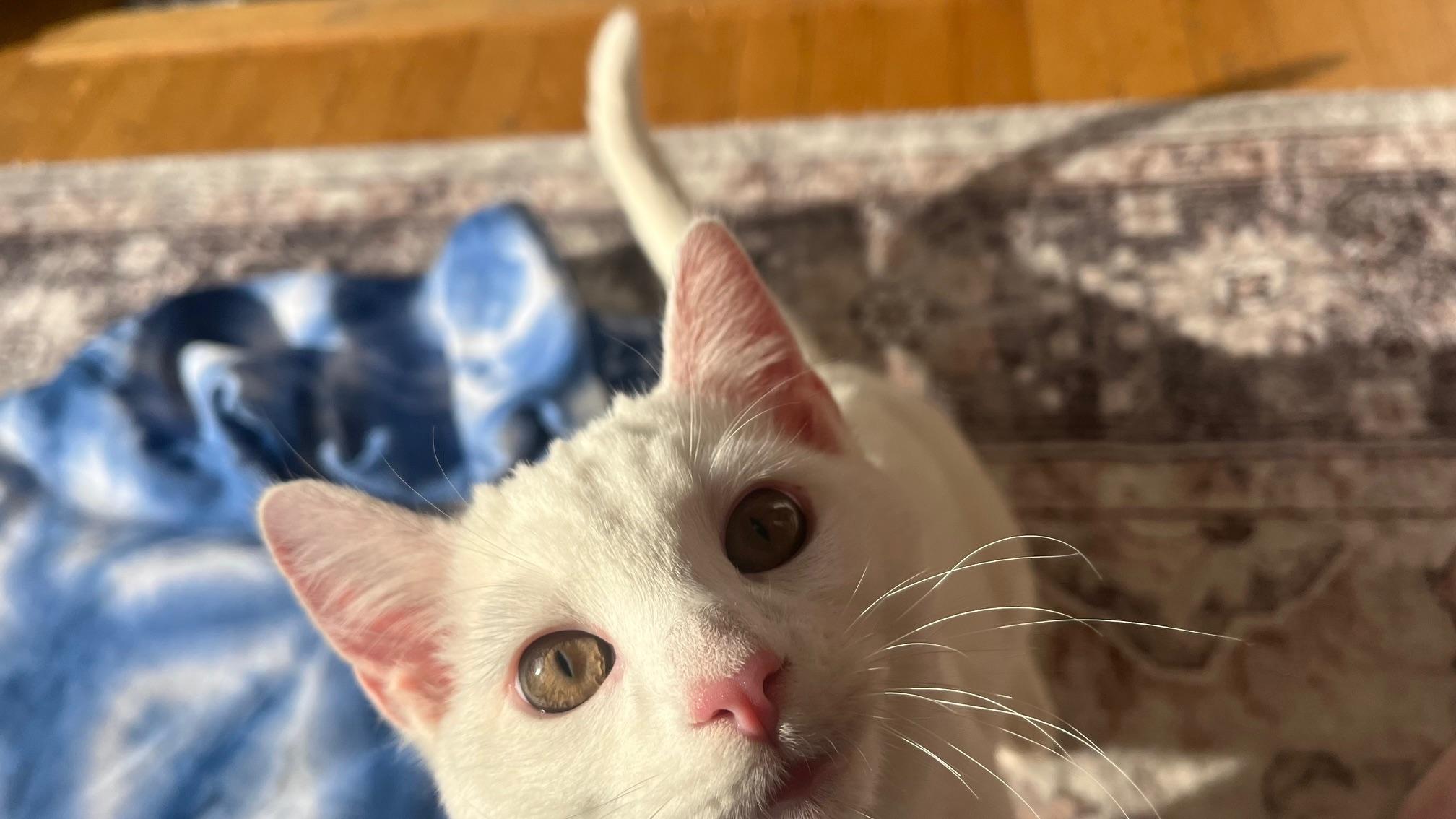 Enlarge Casper, a ADOPTABLE Domestic Short Hair in San Francisco, CA image 1/6