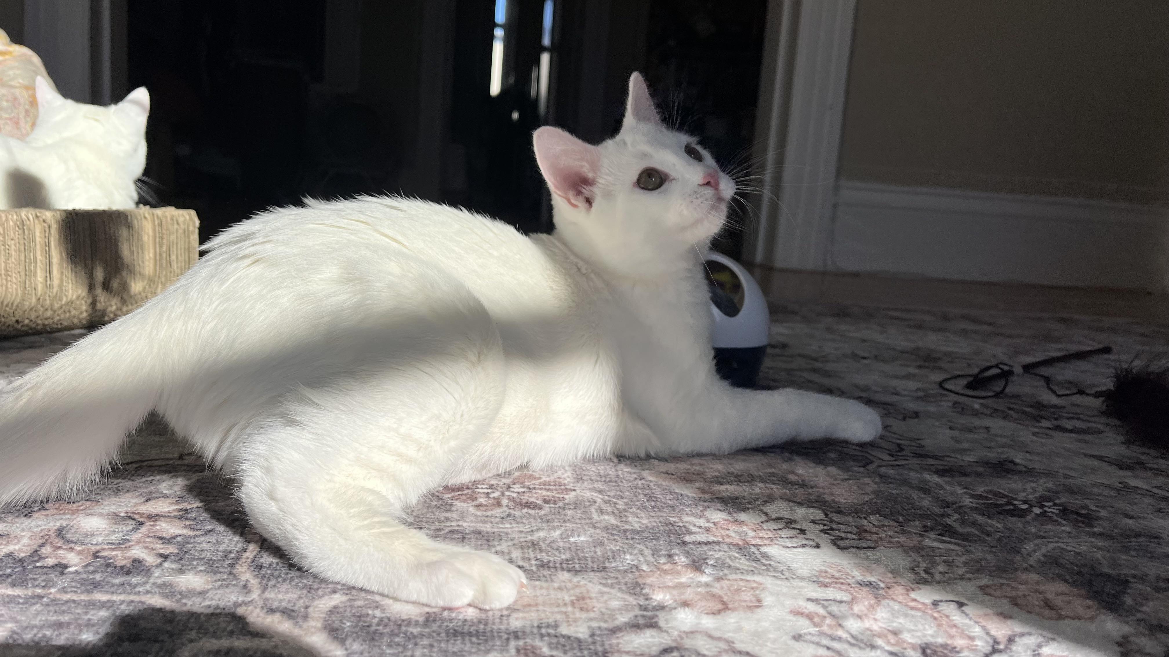 Enlarge Casper, a ADOPTABLE Domestic Short Hair in San Francisco, CA image 5/6