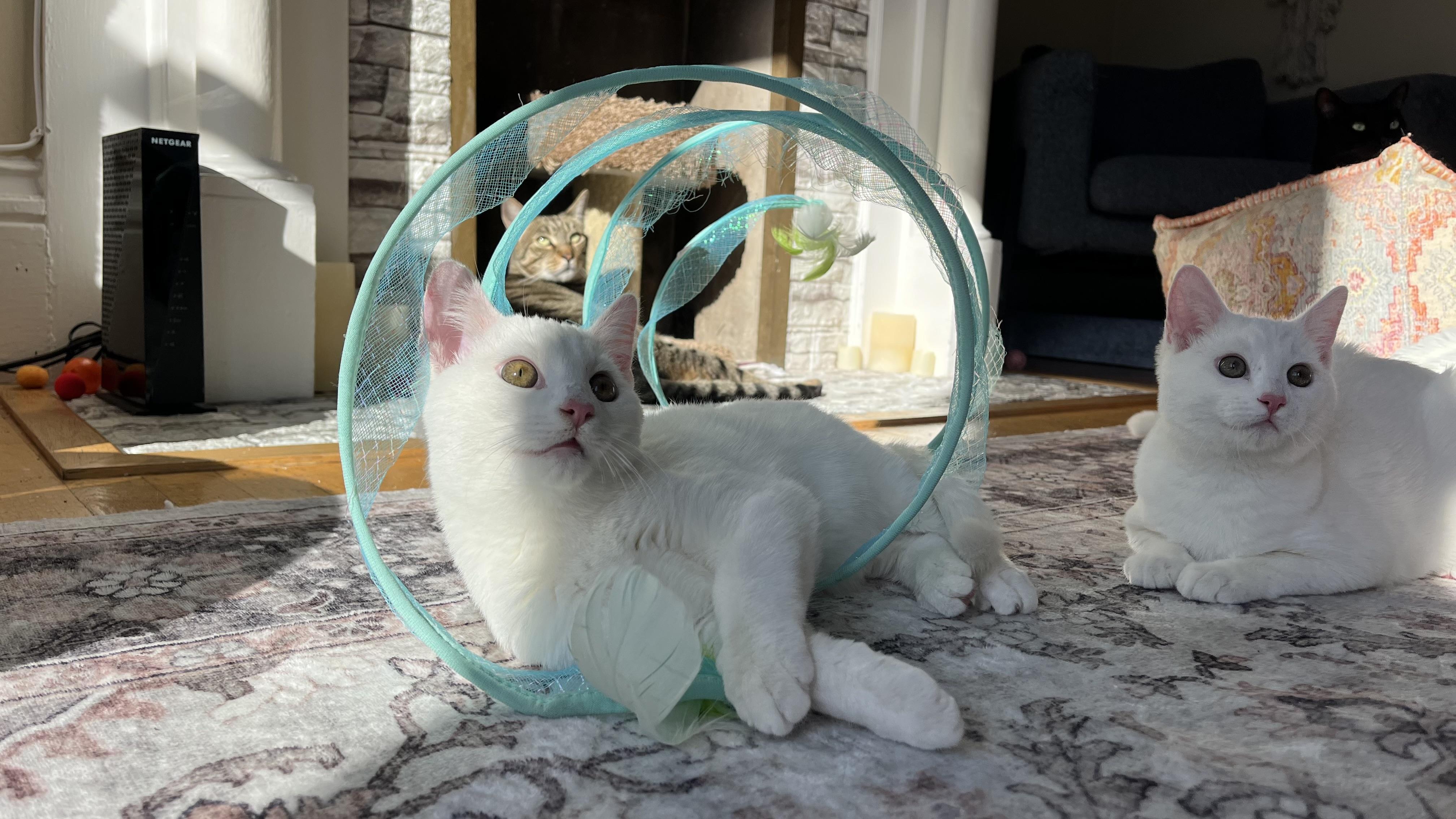 Enlarge Casper, a ADOPTABLE Domestic Short Hair in San Francisco, CA image 2/6