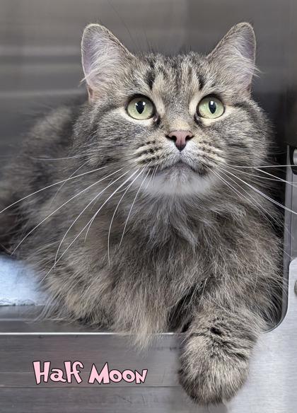 Half Moon, Adoptable, Adult Female Domestic Long Hair & Domestic Short Hair.