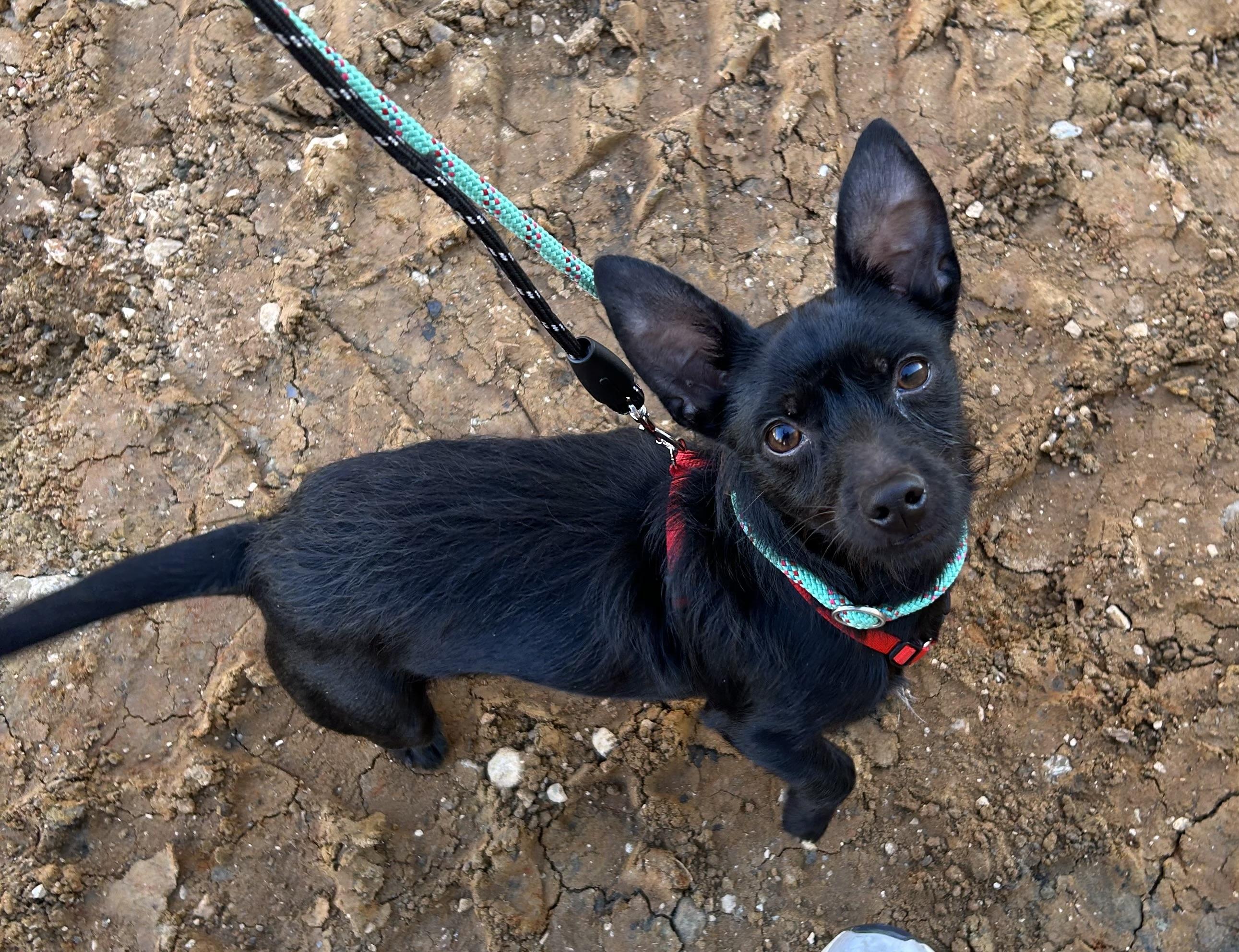 Enlarge Rocky, an adopted Wirehaired Terrier in Paris, TX image 4/6