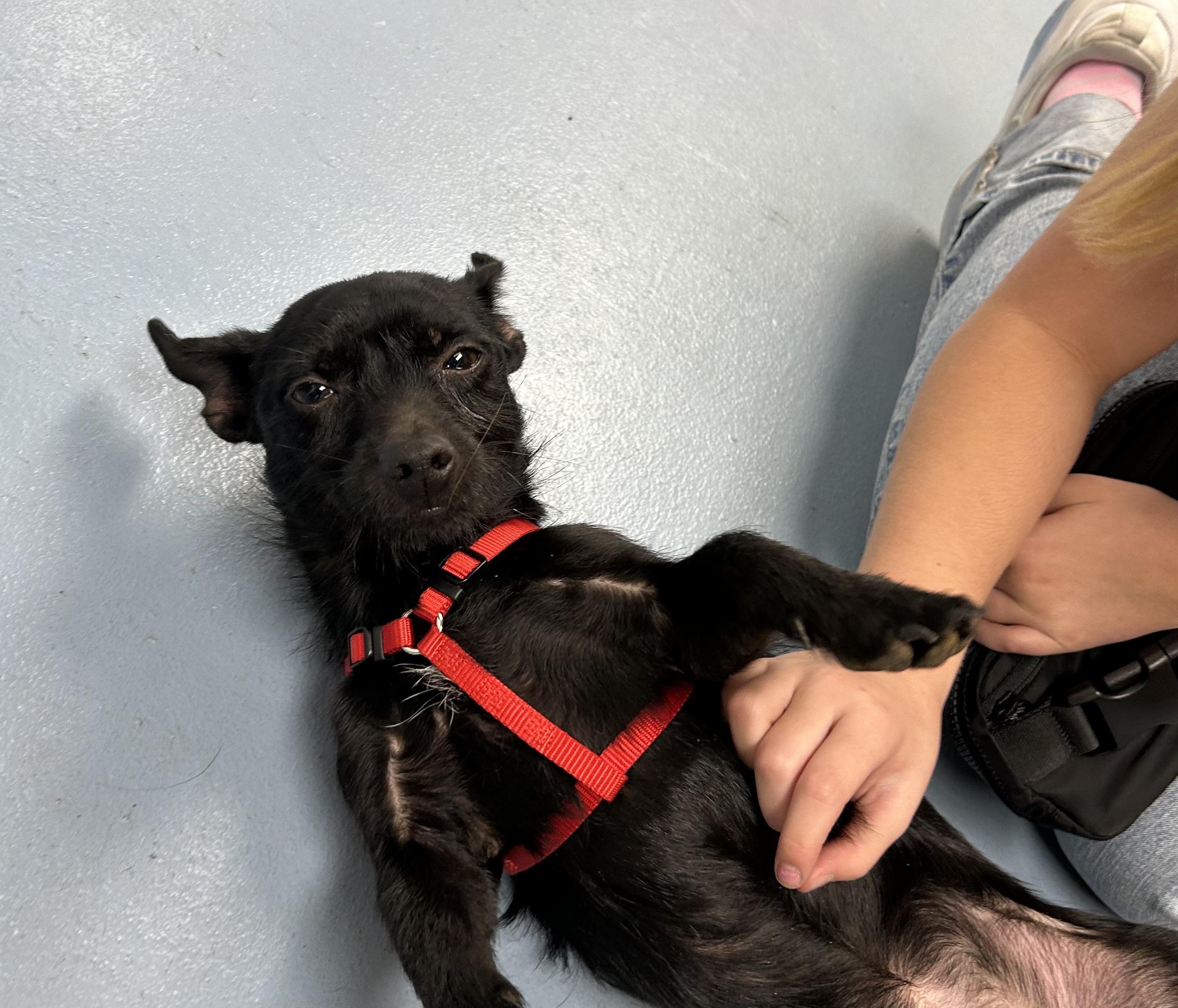 Enlarge Rocky, an adopted Wirehaired Terrier in Paris, TX image 2/6
