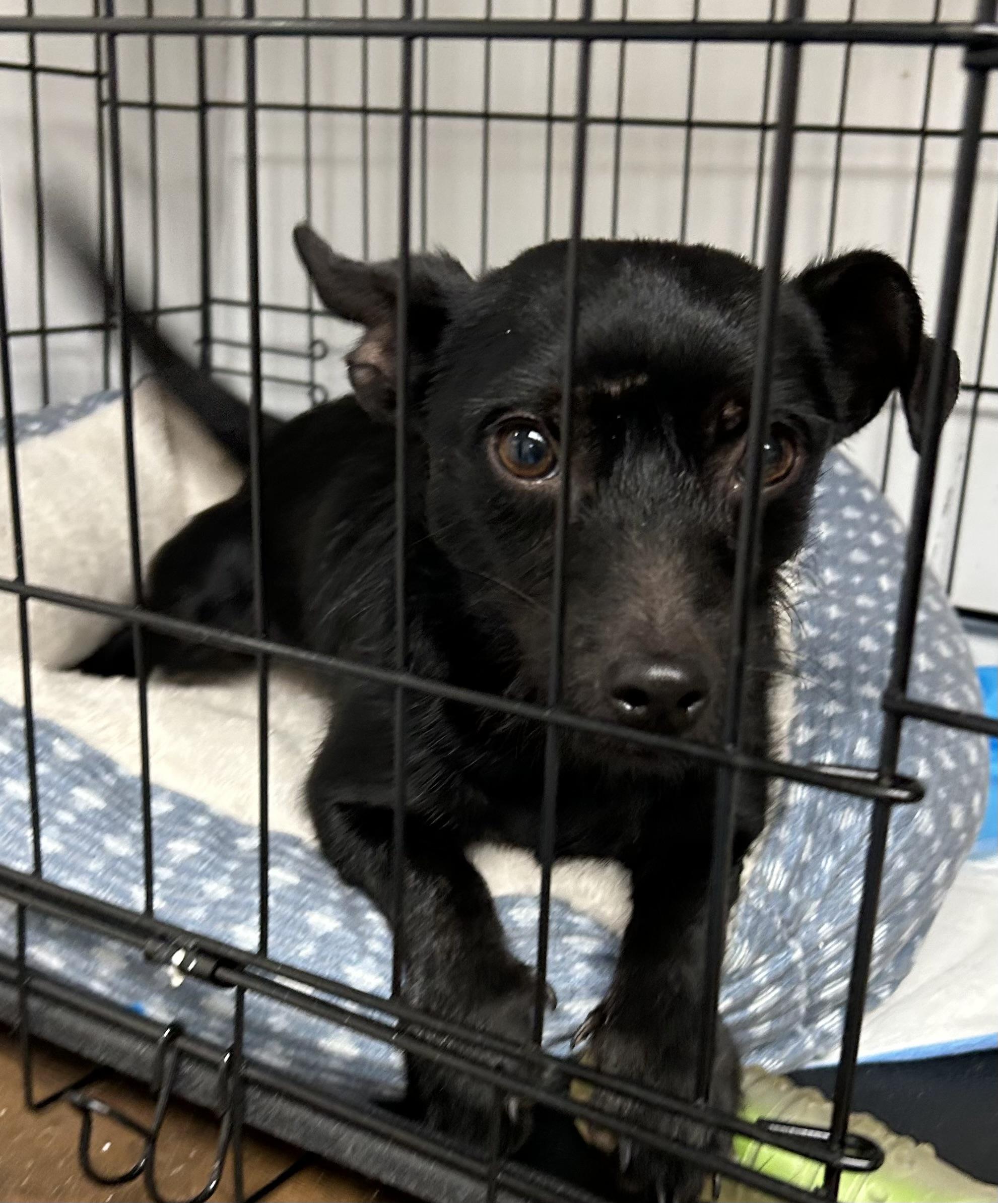 Enlarge Rocky, an adopted Wirehaired Terrier in Paris, TX image 6/6