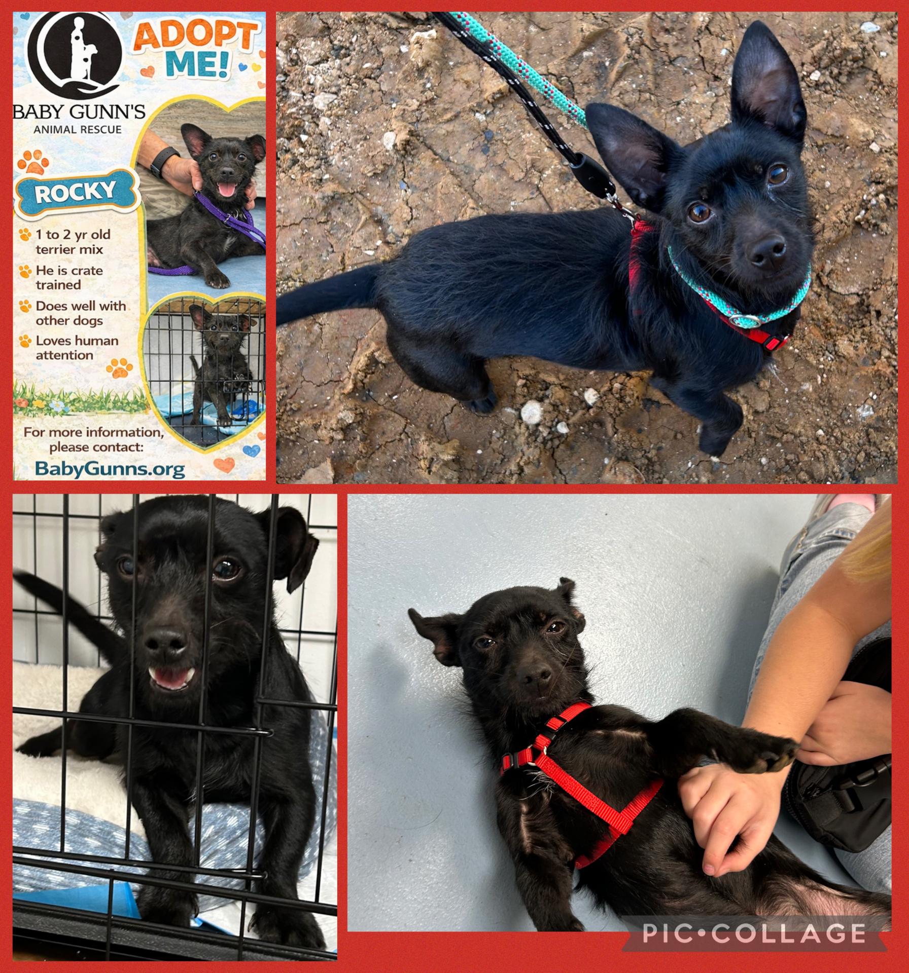 Enlarge Rocky, an adopted Wirehaired Terrier in Paris, TX image 1/6