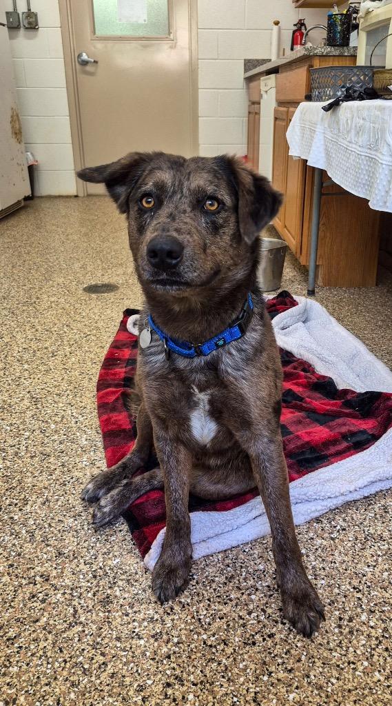 Ozzy, Adoptable, Young Male Catahoula Leopard Dog & Shepherd.