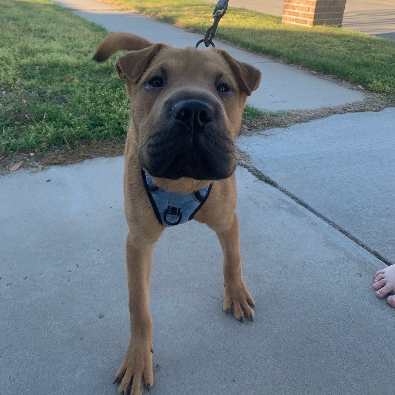 Enlarge Jacob, a Adopted mixed breed in Norman, OK image 1/10
