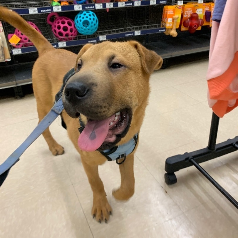 Enlarge Jacob, a Adopted mixed breed in Norman, OK image 3/10