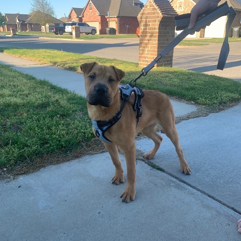 Enlarge Jacob, a Adopted mixed breed in Norman, OK image 4/10