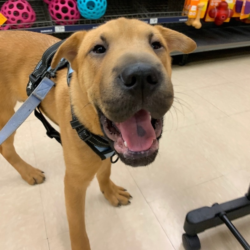 Enlarge Jacob, a Adopted mixed breed in Norman, OK image 5/10