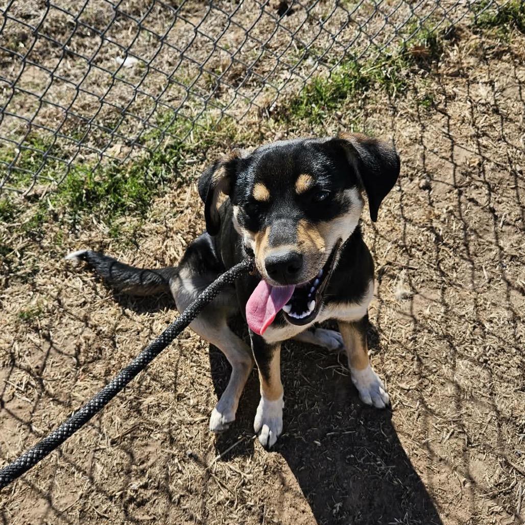 Missy, a Adoptable Mixed Breed in Sand Springs, OK image 1/6