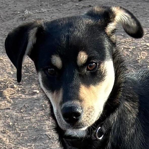 Missy, a Adoptable Mixed Breed in Sand Springs, OK image 2/6