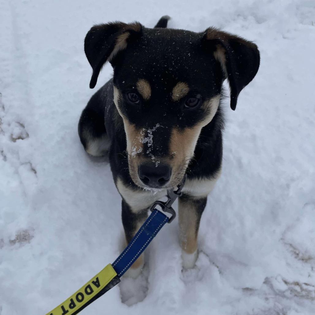 Missy, a Adoptable Mixed Breed in Sand Springs, OK image 3/6