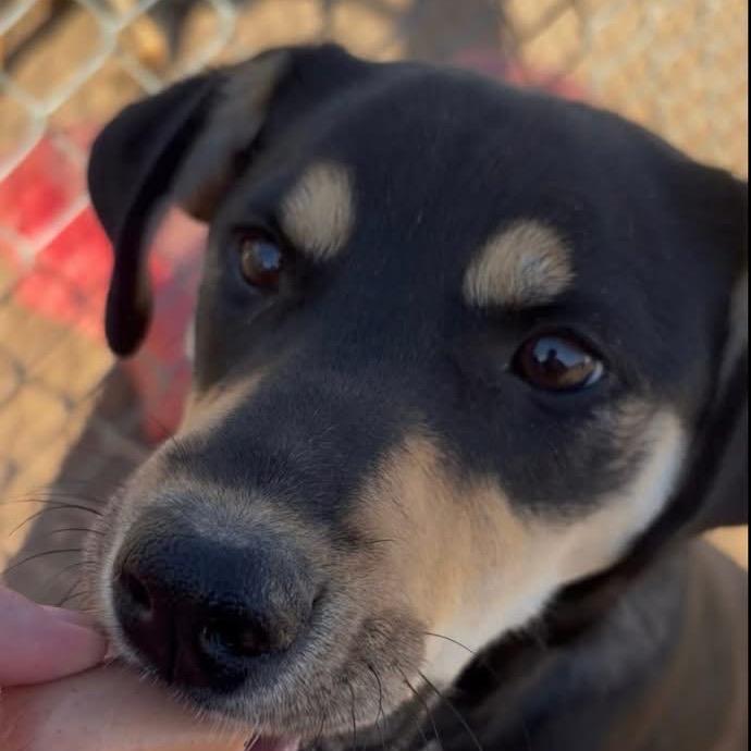 Missy, a Adoptable Mixed Breed in Sand Springs, OK image 4/6
