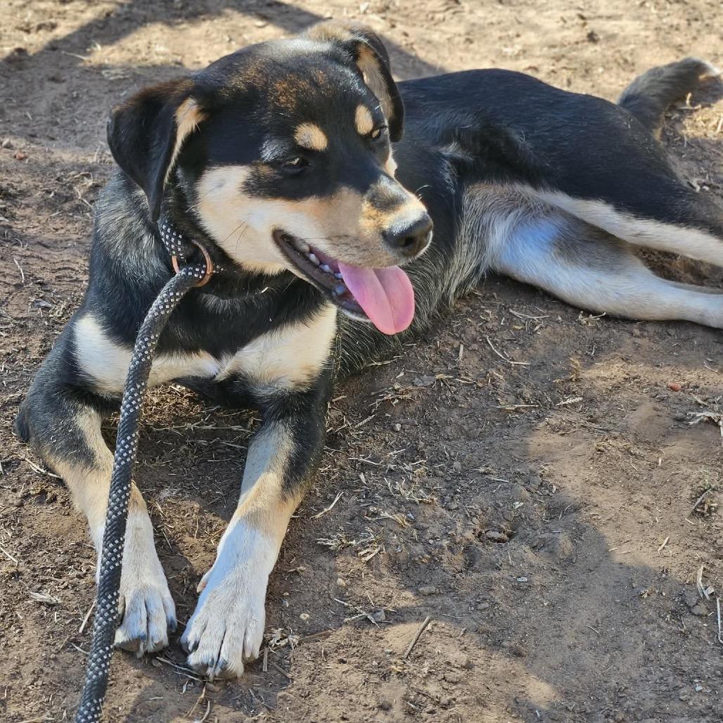 Missy, a Adoptable Mixed Breed in Sand Springs, OK image 5/6