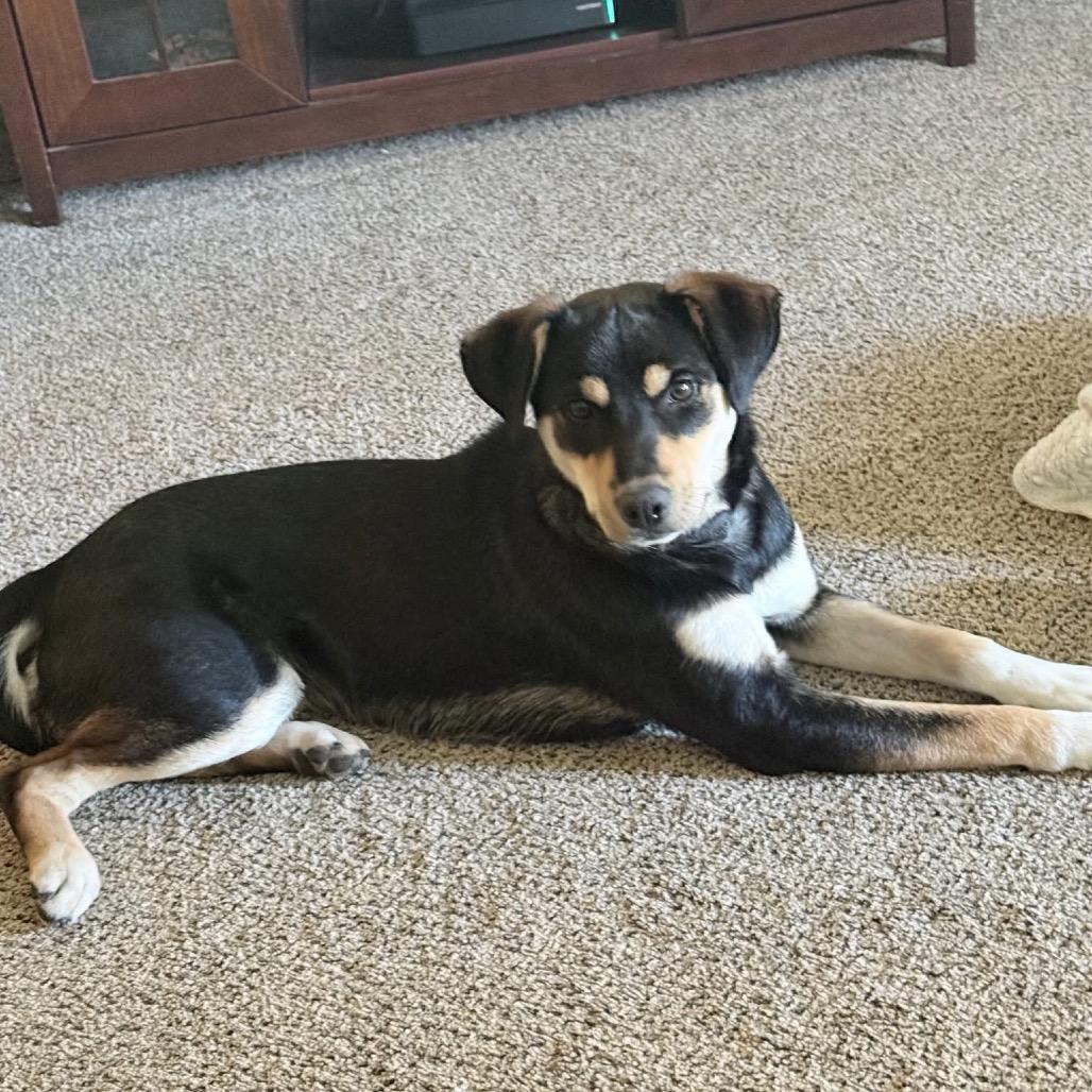 Missy, a Adoptable Mixed Breed in Sand Springs, OK image 6/6