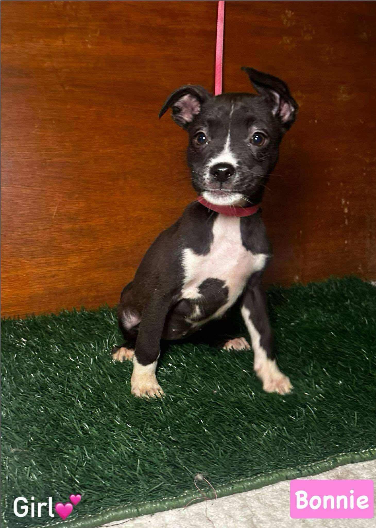 Bonnie, Baby Female Terrier