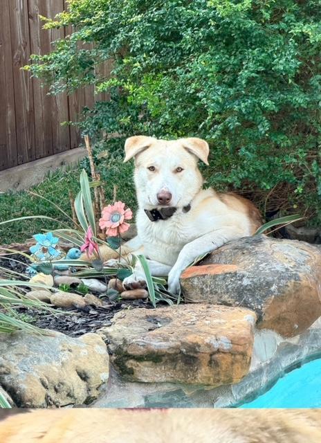 Enlarge Loki, a ADOPTABLE mixed breed in Cypress, TX image 3/5