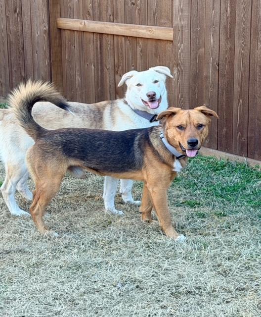 Enlarge Loki, a ADOPTABLE mixed breed in Cypress, TX image 4/5