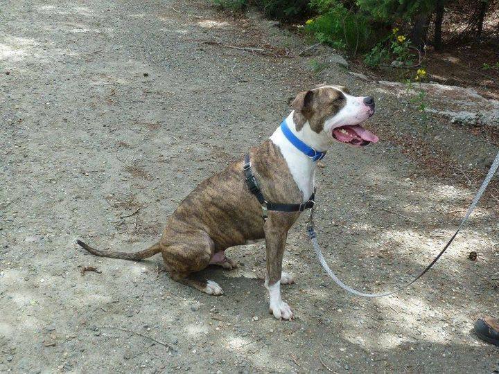 Aries, Adoptable, Adult Male American Bulldog & Boxer.