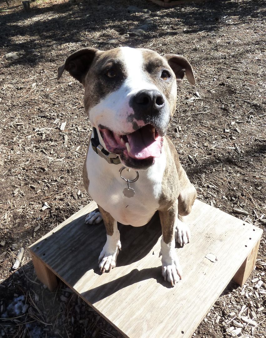 Aries, a Adoptable mixed breed in Dumont, CO image 2/5