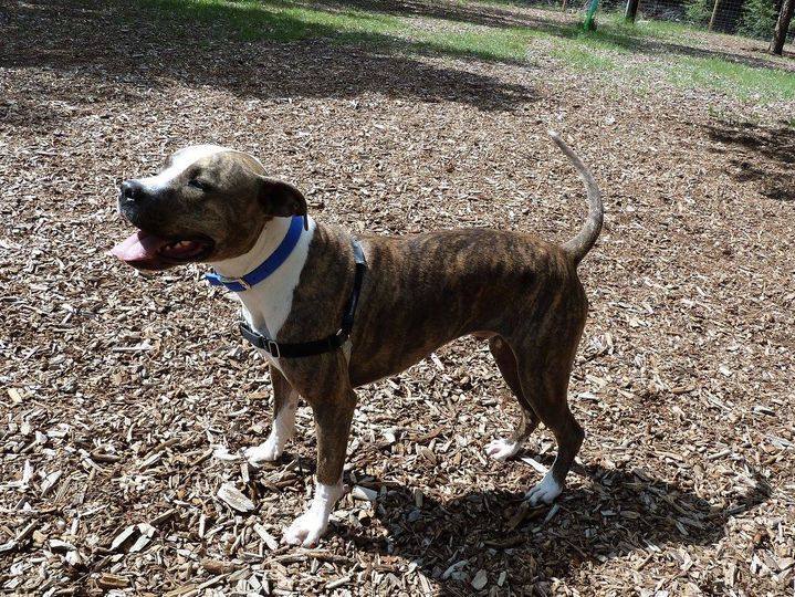 Aries, a Adoptable mixed breed in Dumont, CO image 3/5