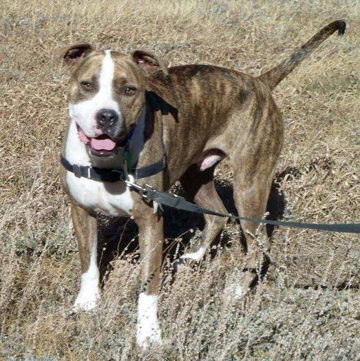 Aries, a Adoptable mixed breed in Dumont, CO image 4/5