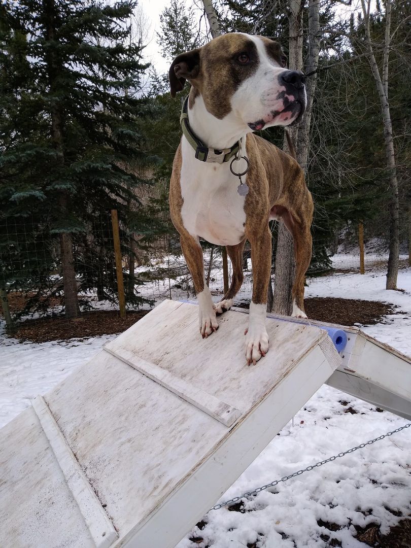 Aries, a Adoptable mixed breed in Dumont, CO image 5/5