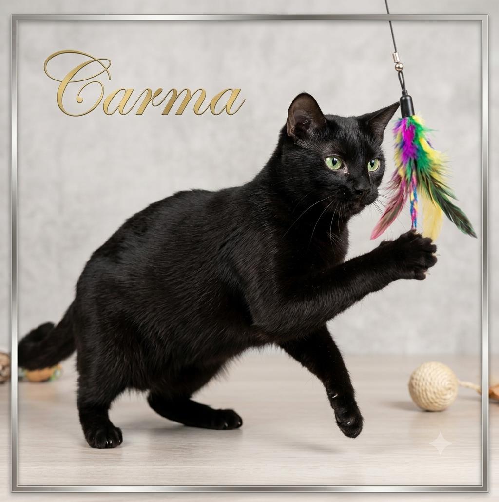 Carma, Adoptable, Adult Female Domestic Short Hair.