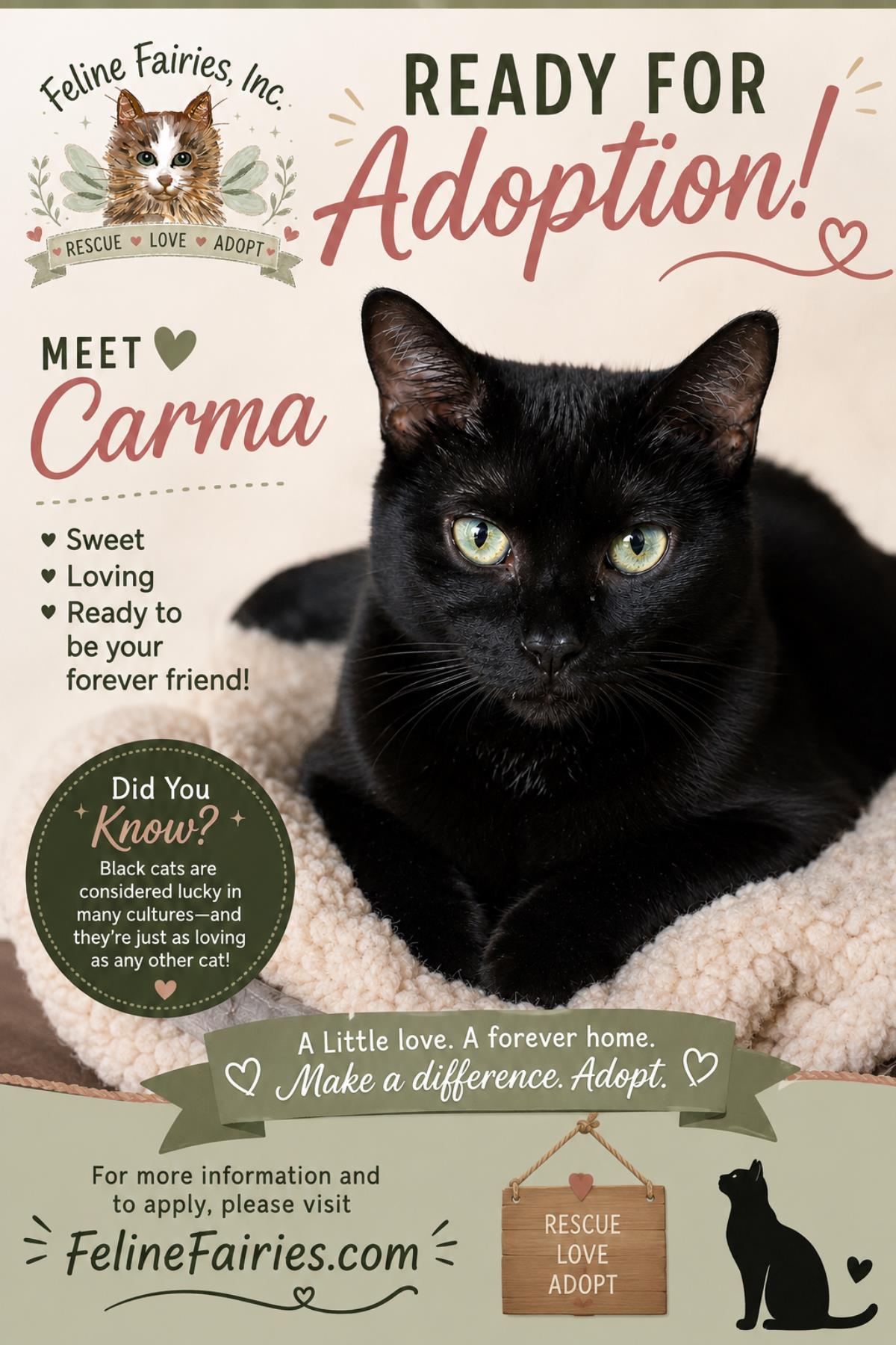 Carma, a Adoptable mixed breed in St. Augustine, FL image 2/3