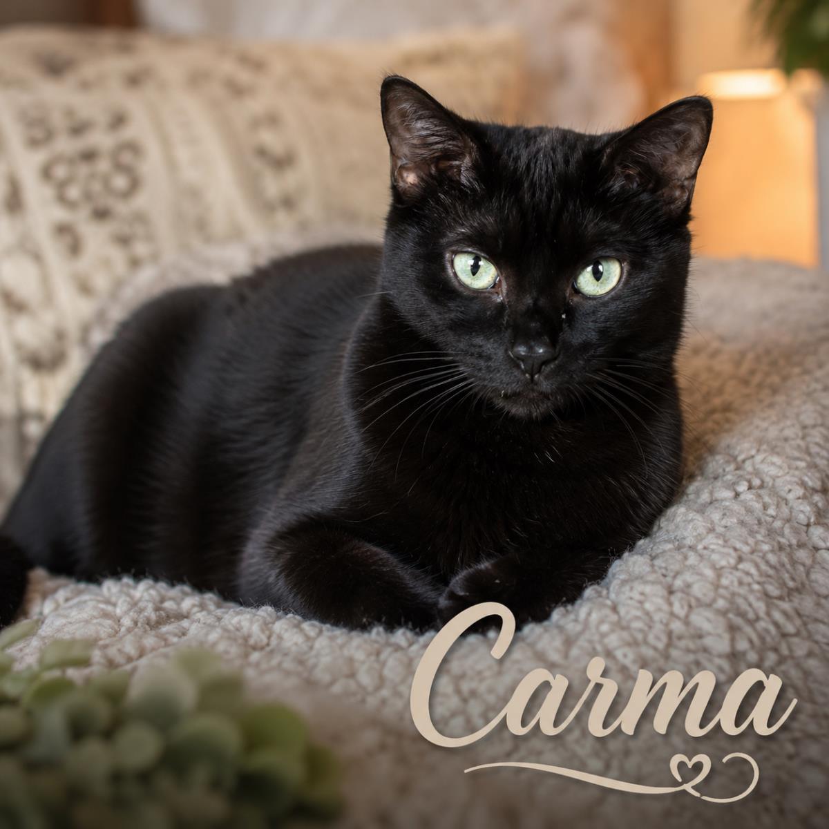Carma, a Adoptable mixed breed in St. Augustine, FL image 3/3
