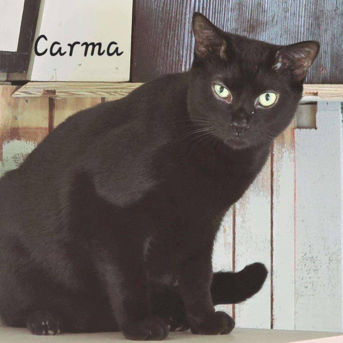 Carma, Adoptable, Adult Female Domestic Short Hair.