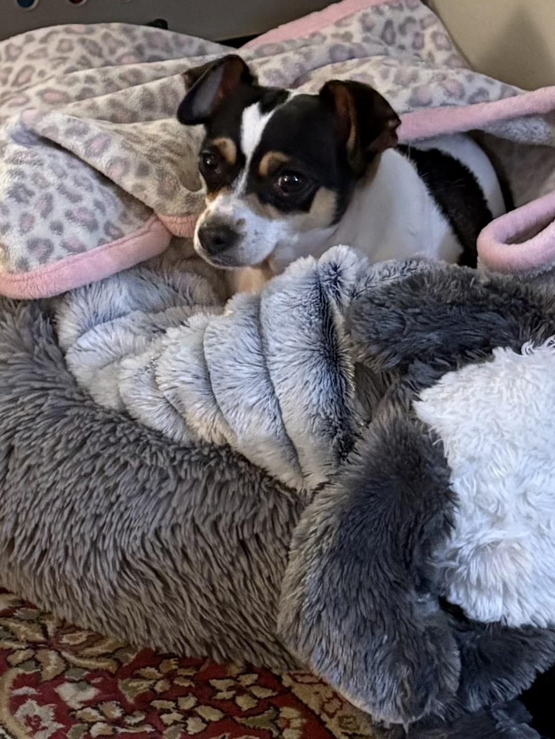 Enlarge Kloe, a ADOPTABLE mixed breed in Durham, NC image 4/5