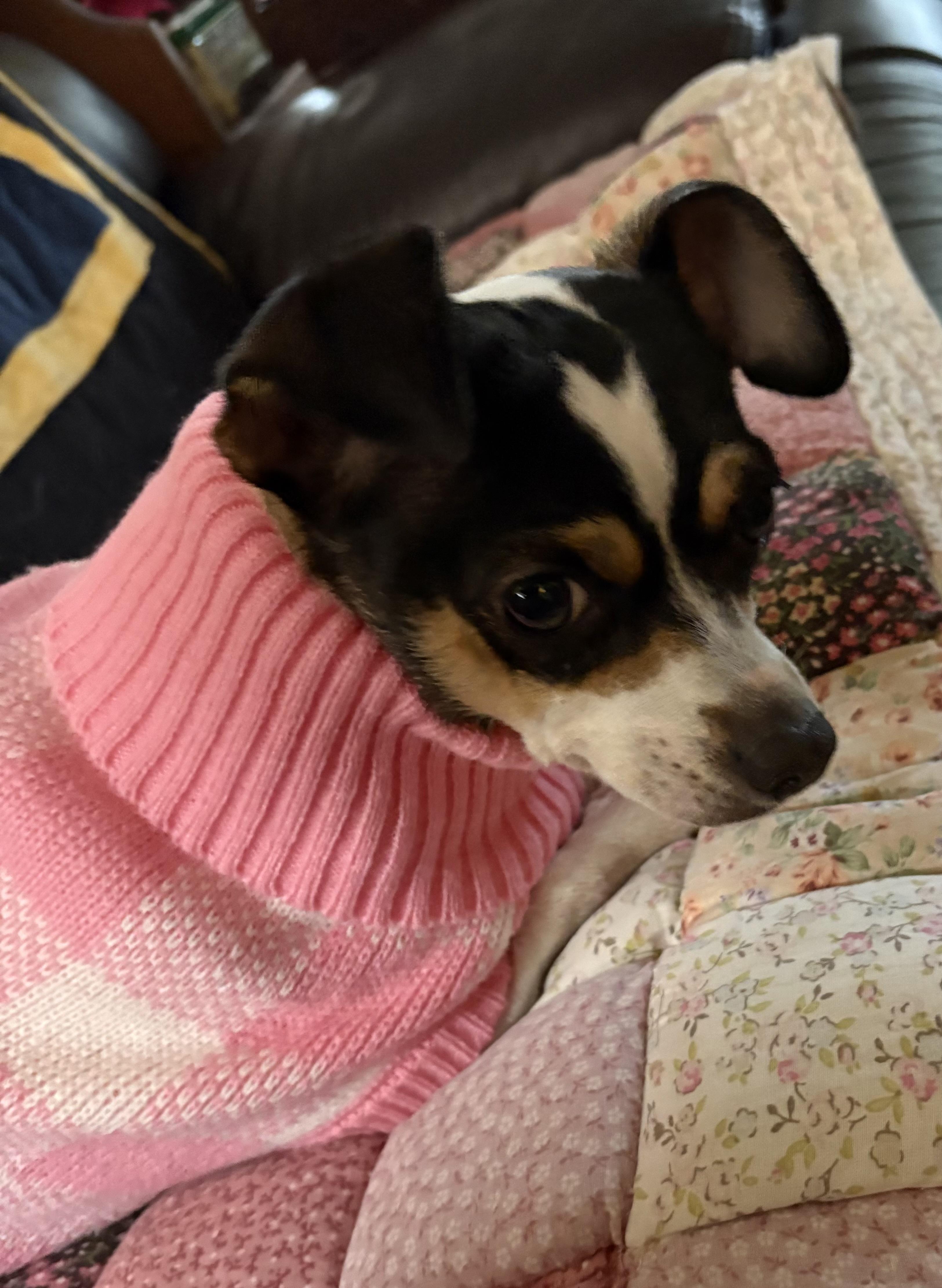 Enlarge Kloe, a ADOPTABLE mixed breed in Durham, NC image 2/5